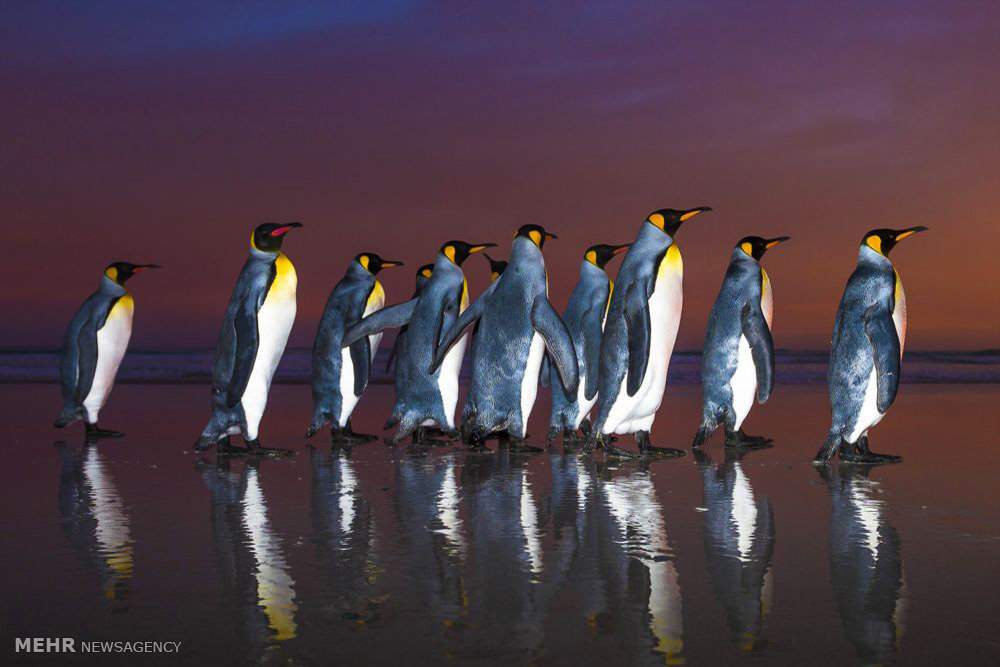 تصاویررژه پنگوئن ها,عکس های رژه پنگوئن ها در غروب آفتاب,تصاویرعکاس حیات وحش ازپنگوئن های جزایر فالکلند,