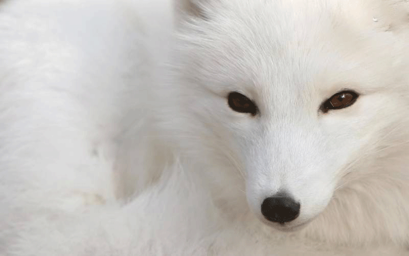 عکس روباه قطبی,تصاویرحیوانات قطبی,عکس های روباه