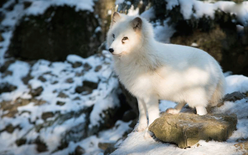 عکس روباه قطبی,تصاویرحیوانات قطبی,عکس های روباه