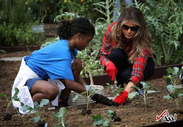 تصاویرباغبانی بانوی اول آمریکا در کاخ سفید,تصاوی باغبانی همسر دونالد ترامپ رییس جمهور آمریکا ,عکسهای باغبانی همسر ترامپ