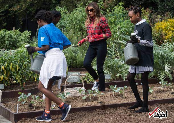 تصاویرباغبانی بانوی اول آمریکا در کاخ سفید,تصاوی باغبانی همسر دونالد ترامپ رییس جمهور آمریکا ,عکسهای باغبانی همسر ترامپ