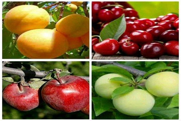 میوه,اخبار اقتصادی,خبرهای اقتصادی,کشت و دام و صنعت