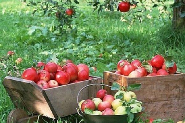 سیب سیب,اخبار اقتصادی,خبرهای اقتصادی,کشت و دام و صنعت