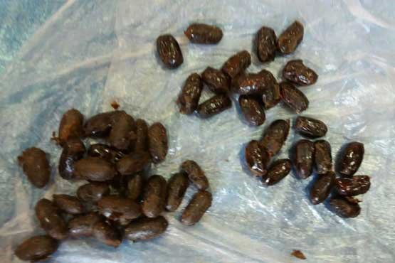 خرما,اخبار اجتماعی,خبرهای اجتماعی,حقوقی انتظامی