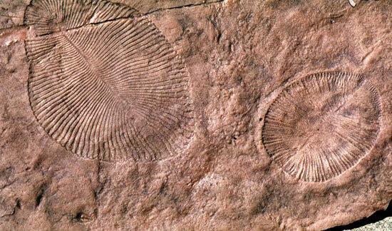 استرالیا,اخبار جالب,خبرهای جالب,خواندنی ها و دیدنی ها