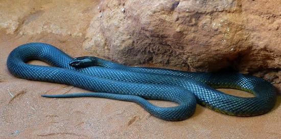 استرالیا,اخبار جالب,خبرهای جالب,خواندنی ها و دیدنی ها