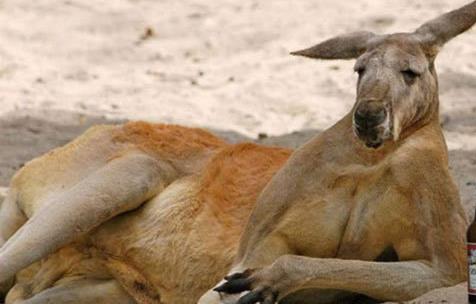 استرالیا,اخبار جالب,خبرهای جالب,خواندنی ها و دیدنی ها