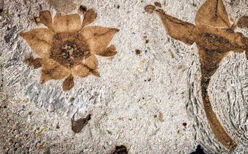 استرالیا,اخبار جالب,خبرهای جالب,خواندنی ها و دیدنی ها