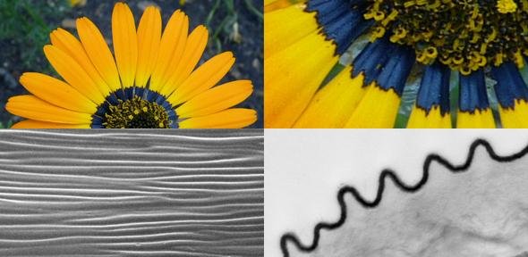 گل و زنبور عسل,اخبار علمی,خبرهای علمی,طبیعت و محیط زیست