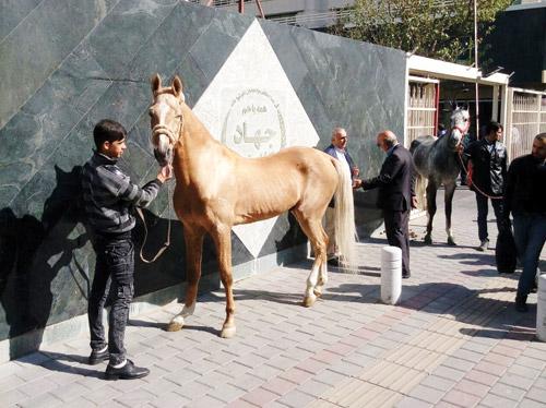 اسب ترکمن,اخبار ورزشی,خبرهای ورزشی,ورزش