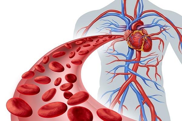 سیستم گردش خون سیستم گردش خون,اخبار پزشکی,خبرهای پزشکی,تازه های پزشکی