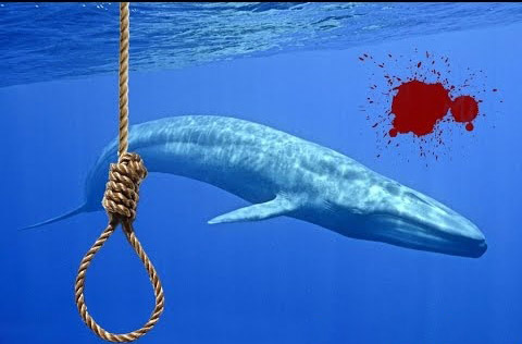 نهنگ آبی,اخبار اجتماعی,خبرهای اجتماعی,آسیب های اجتماعی