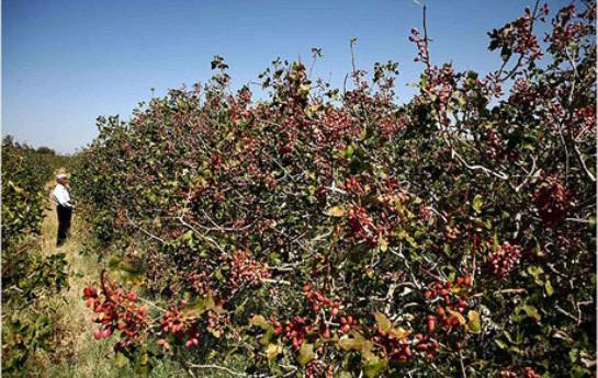 باغات پسته رفسنجان,اخبار اقتصادی,خبرهای اقتصادی,کشت و دام و صنعت