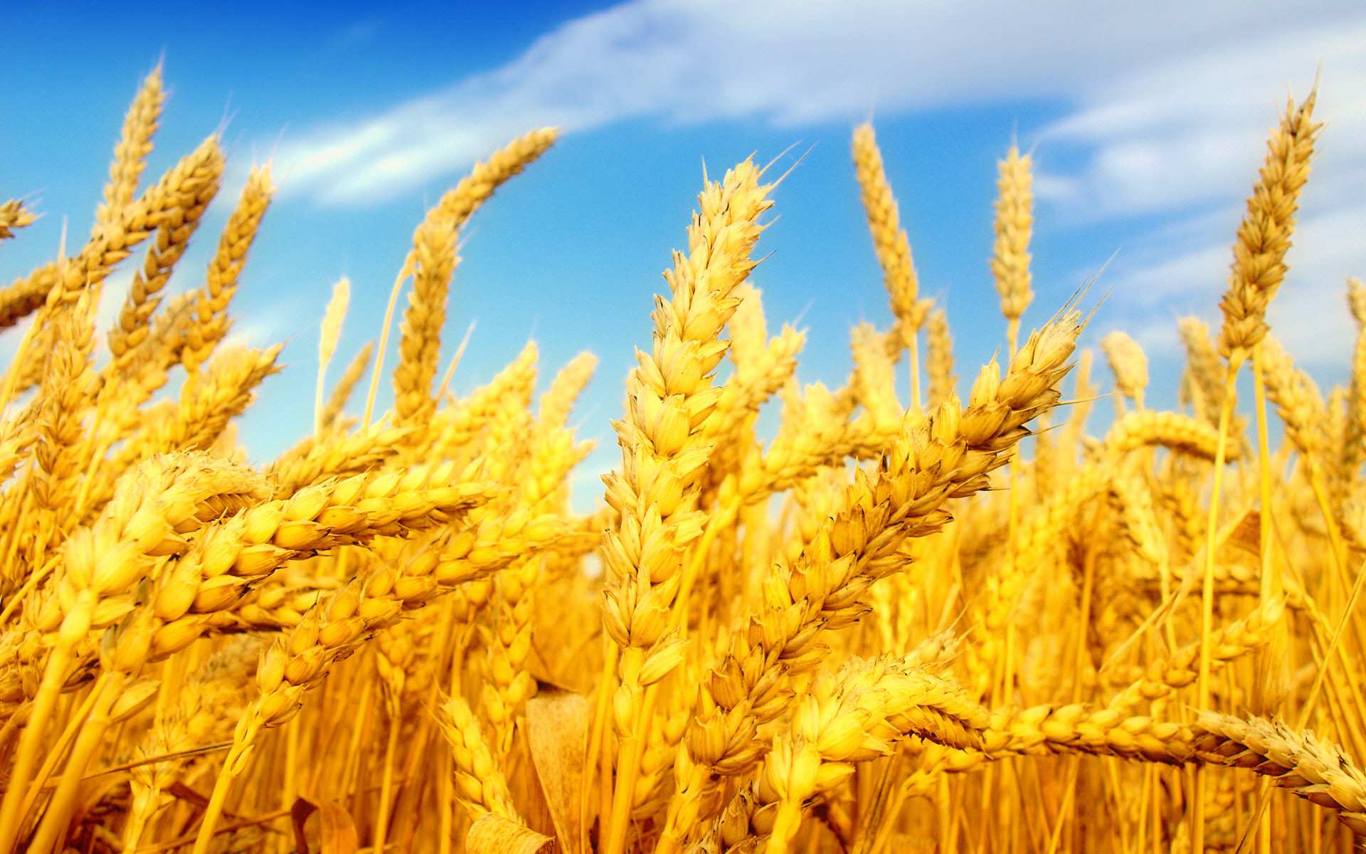 گندم گندم,اخبار اقتصادی,خبرهای اقتصادی,کشت و دام و صنعت