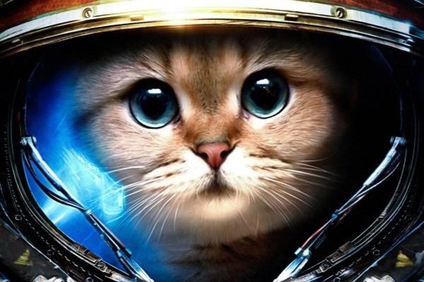 گربه‌ فضا نورد,اخبار علمی,خبرهای علمی,نجوم و فضا