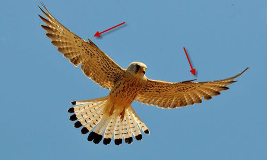 حیوانات شگفت انگیز,اخبار جالب,خبرهای جالب,خواندنی ها و دیدنی ها