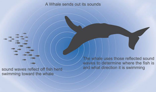 حیوانات شگفت انگیز,اخبار جالب,خبرهای جالب,خواندنی ها و دیدنی ها