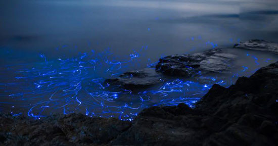 حیوانات شگفت انگیز,اخبار جالب,خبرهای جالب,خواندنی ها و دیدنی ها