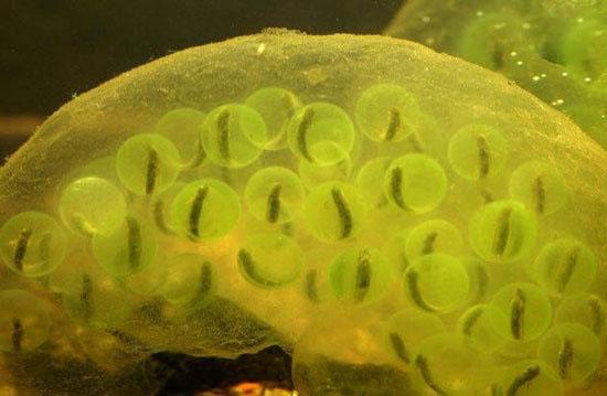 حیوانات شگفت انگیز,اخبار جالب,خبرهای جالب,خواندنی ها و دیدنی ها