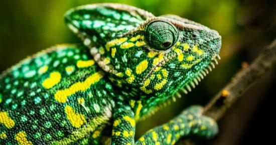 حیوانات شگفت انگیز,اخبار جالب,خبرهای جالب,خواندنی ها و دیدنی ها