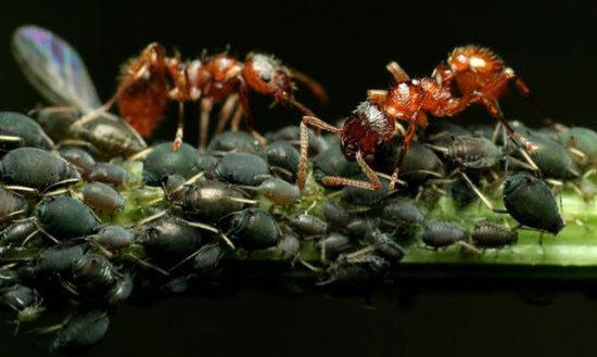 حیوانات شگفت انگیز,اخبار جالب,خبرهای جالب,خواندنی ها و دیدنی ها