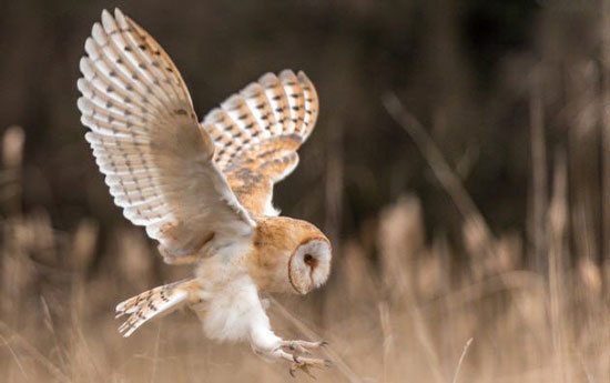 حیوانات شگفت انگیز,اخبار جالب,خبرهای جالب,خواندنی ها و دیدنی ها