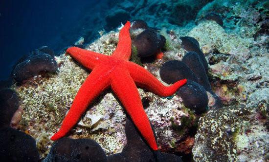 حیوانات شگفت انگیز,اخبار جالب,خبرهای جالب,خواندنی ها و دیدنی ها