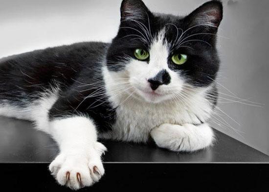 حیوانات شگفت انگیز,اخبار جالب,خبرهای جالب,خواندنی ها و دیدنی ها