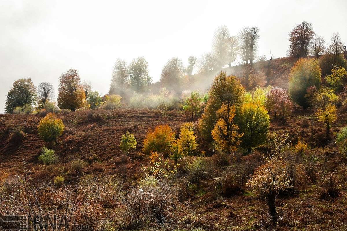 عکس های جنگل های ایران در فصل پاییز,تصاویر جنگل های ایران در فصل پاییز,عکس های جاده های جنگلی ایران در فصل پاییز