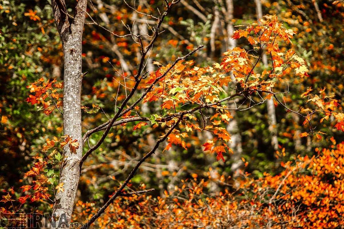 عکس های جنگل های ایران در فصل پاییز,تصاویر جنگل های ایران در فصل پاییز,عکس های جاده های جنگلی ایران در فصل پاییز