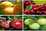 میوه,اخبار اقتصادی,خبرهای اقتصادی,کشت و دام و صنعت