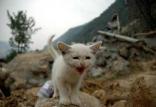 واکنش حیوانات به زلزله,اخبار حوادث,خبرهای حوادث,حوادث طبیعی