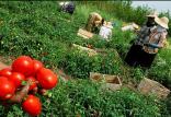 محصولات کشاورزی,اخبار اقتصادی,خبرهای اقتصادی,کشت و دام و صنعت