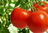 گوجه‌فرنگی,اخبار پزشکی,خبرهای پزشکی,تازه های پزشکی