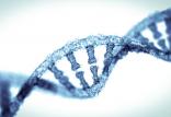 DNA,اخبار پزشکی,خبرهای پزشکی,تازه های پزشکی