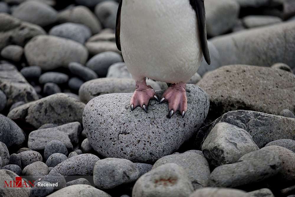 تصاویر قطب جنوب,عکسهای زیبا از قطب جنوب,تصاویر زیبا از پنگوئن ها,