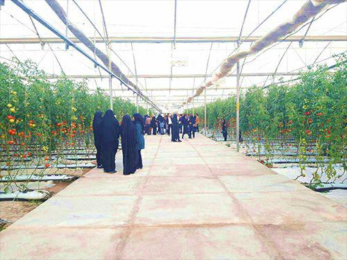 کِشت بدون خاک,اخبار اقتصادی,خبرهای اقتصادی,کشت و دام و صنعت