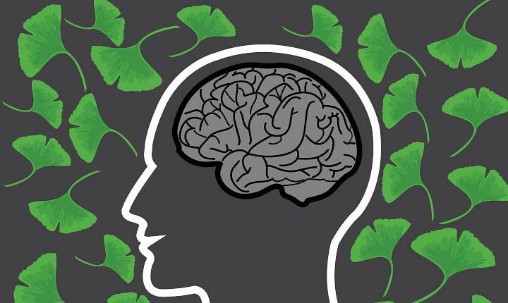 مغز و گیاه جینکو بیلوبا,اخبار پزشکی,خبرهای پزشکی,تازه های پزشکی