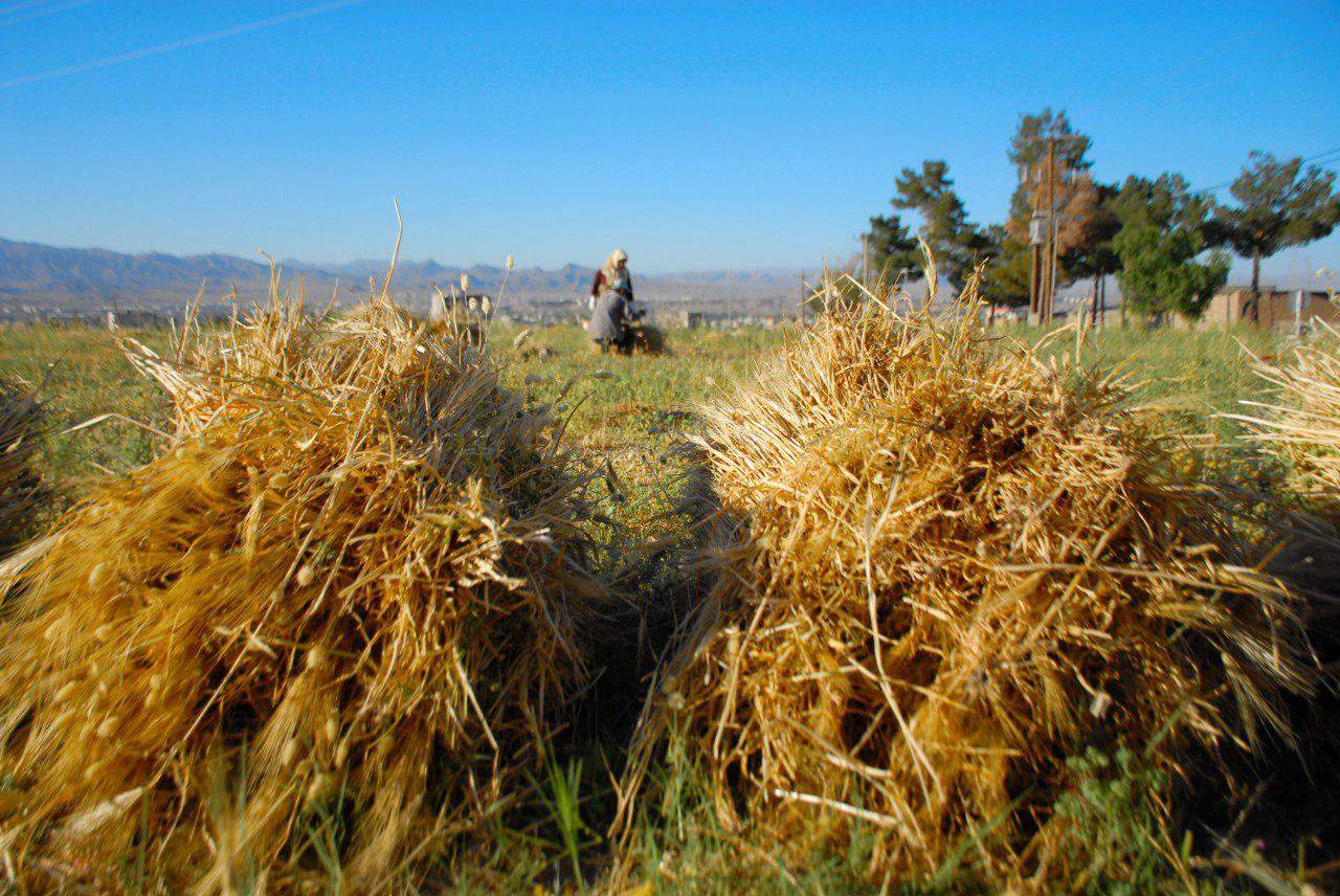 کشت گندم,اخبار اقتصادی,خبرهای اقتصادی,کشت و دام و صنعت