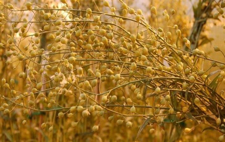 روغن گیاهی کاملینا روغن گیاهی کاملینا,اخبار پزشکی,خبرهای پزشکی,تازه های پزشکی