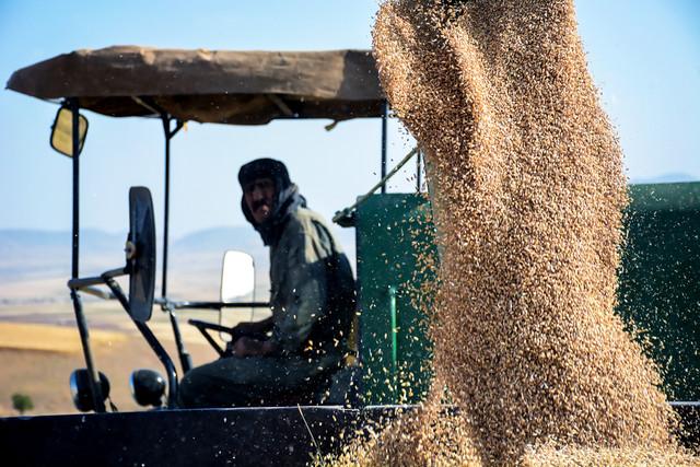 گندم,اخبار اقتصادی,خبرهای اقتصادی,کشت و دام و صنعت