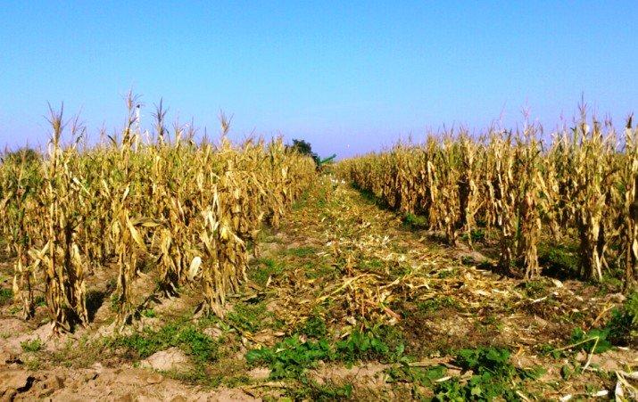 خشکسالی خشکسالی,اخبار اجتماعی,خبرهای اجتماعی,محیط زیست