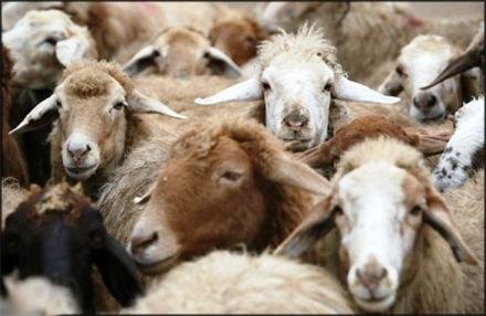 صادرات گوسفند,اخبار اقتصادی,خبرهای اقتصادی,کشت و دام و صنعت