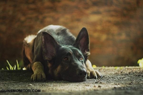 سگ های نظامی,اخبار جالب,خبرهای جالب,خواندنی ها و دیدنی ها