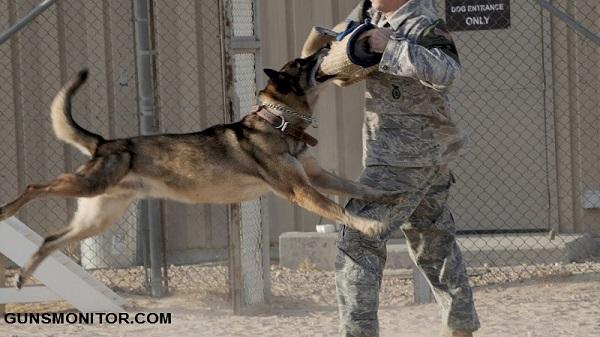 سگ های نظامی,اخبار جالب,خبرهای جالب,خواندنی ها و دیدنی ها