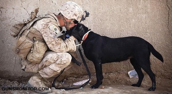 سگ های نظامی,اخبار جالب,خبرهای جالب,خواندنی ها و دیدنی ها