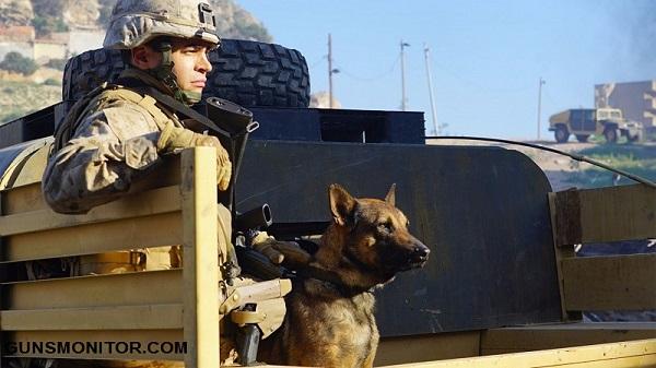 سگ های نظامی,اخبار جالب,خبرهای جالب,خواندنی ها و دیدنی ها