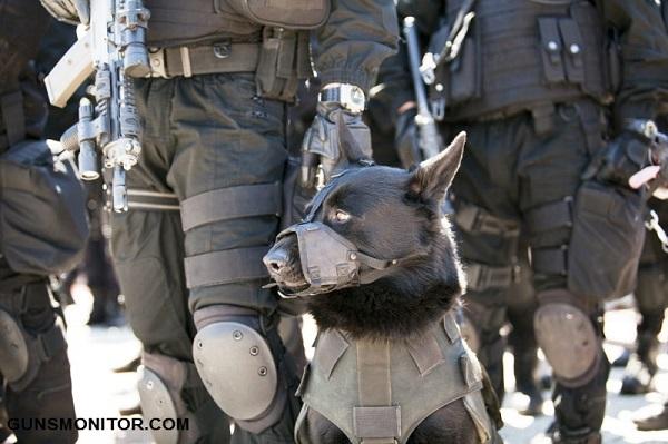 سگ های نظامی,اخبار جالب,خبرهای جالب,خواندنی ها و دیدنی ها