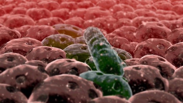 باکتری باکتری,اخبار پزشکی,خبرهای پزشکی,تازه های پزشکی