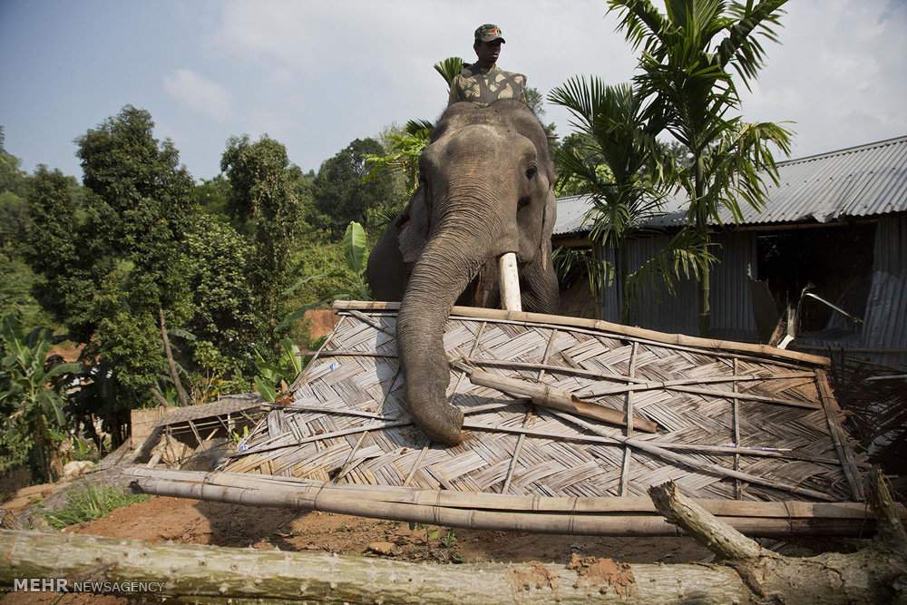عکس استفاده از فیل برای تخریب خانه های غیرمجاز,تصاویر استفاده از فیل برای تخریب خانه های غیرمجاز,عکس فیل